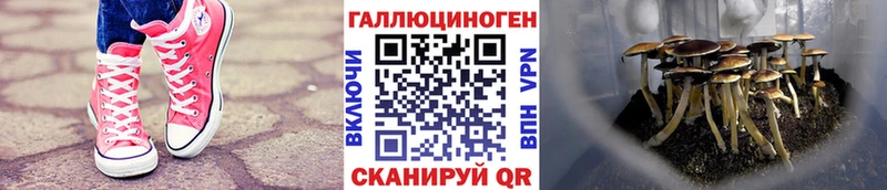 МЕГА зеркало  Бабаево  Галлюциногенные грибы Psilocybe 